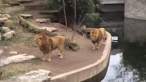 The lion while swimming: “Man, this is embarrassing”