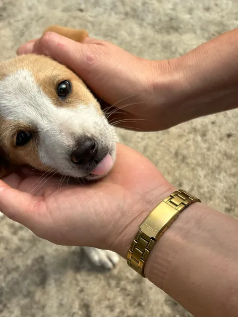 I met this little baby