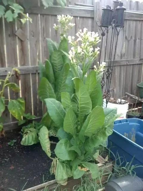 Backyard tobacco, thinking about trying again this year