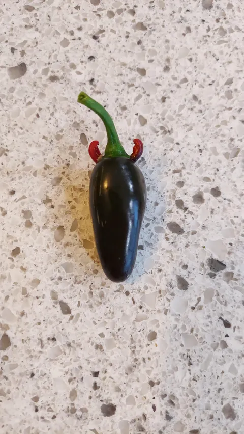 Found this little devil growing in my garden