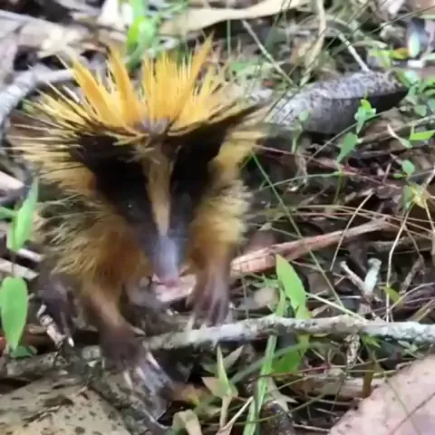 🔥 The Lowland Streaked Tenrec looks like a wild Pokémon