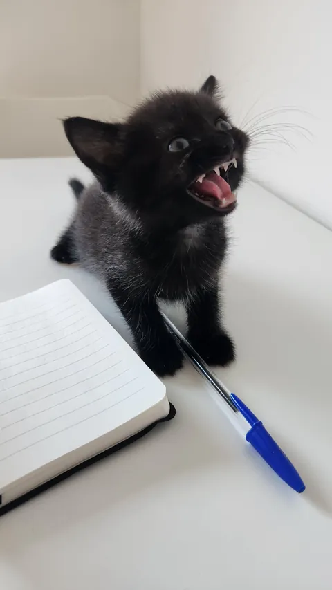 I love her so much 🥹🐈‍⬛