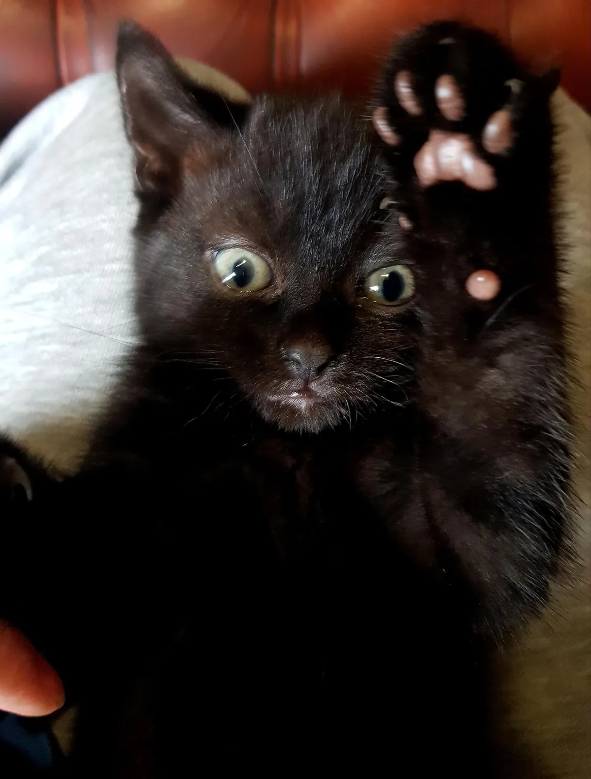 After waiting YEARS for my Void, he is finally here! Meet Nigel, 8 weeks.