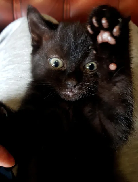 After waiting YEARS for my Void, he is finally here! Meet Nigel, 8 weeks.