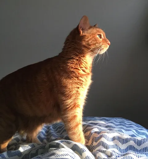 Farewell, my mighty and crabby son.