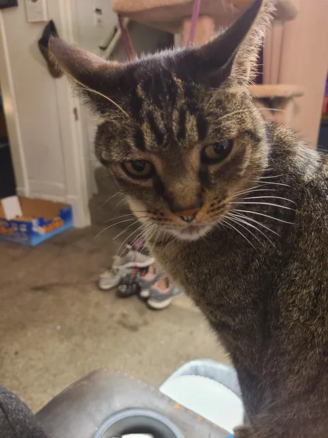 My poor guy ate a bee for the first time in his 13 years of life. He's not a happy camper