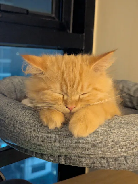 From zoomies to this