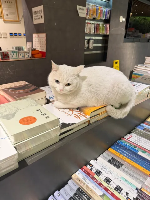 Meet the super cute resident white cat at our school bookstore（Peking University，China）