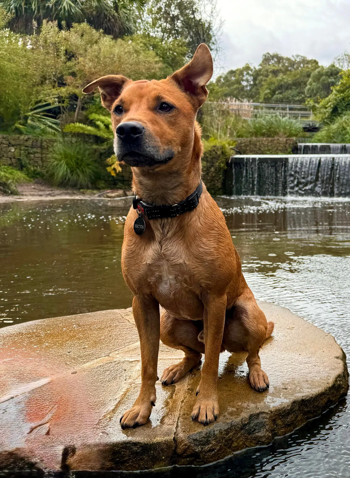 Hector is a bit of a cuddle bug, it’s the best!😘🐕