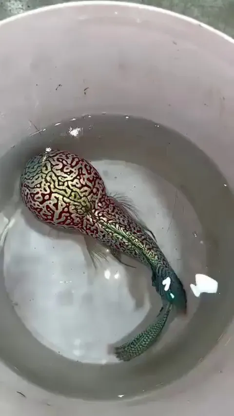 Interesting looking fish