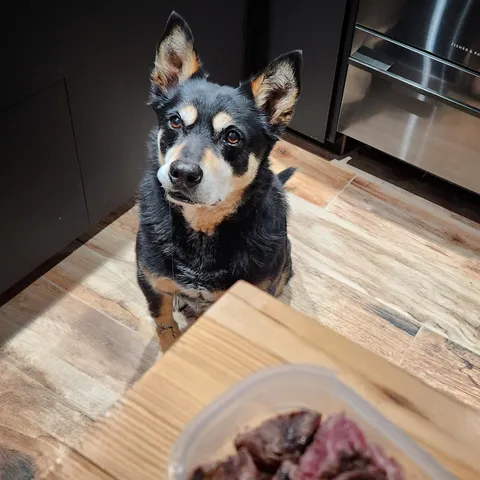 Smuggled home some steak from the pub for this good boy ❤ Spot the drool! 