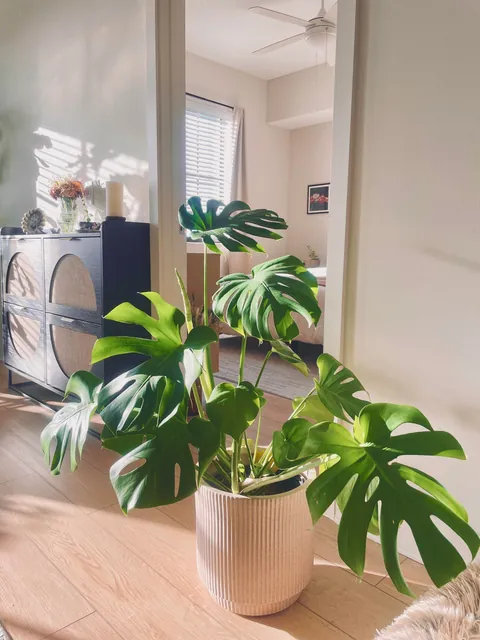 Trying to romanticize my rent part ✌🏻