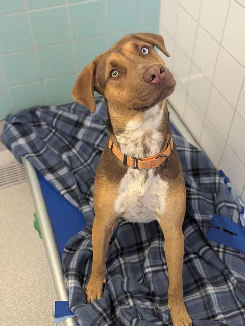This is Cheddar 🧀 He lives at the shelter, and his head tilt game is strong 💙