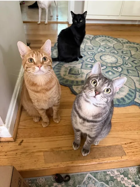 Some new album cover pics for Jonesy, Reilly and Bonnie McPurray’s band: The Thunderpaws