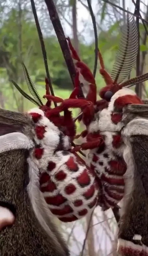 🔥Hyalophora cecropia, North America's largest native moth