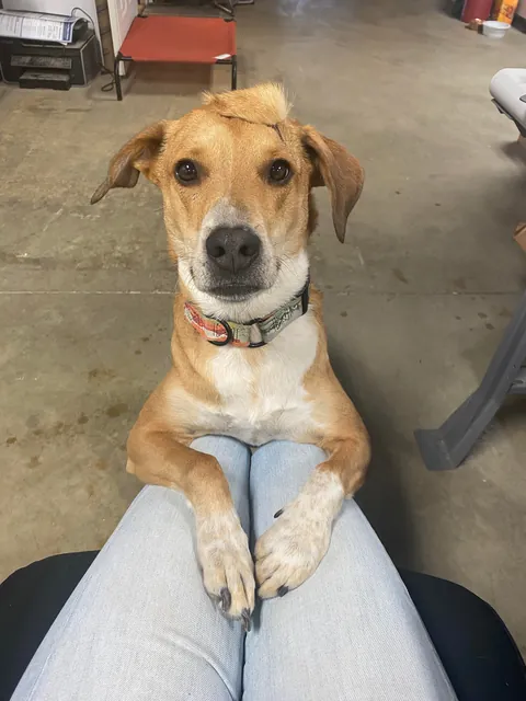 Good Boy w/ a Mohawk