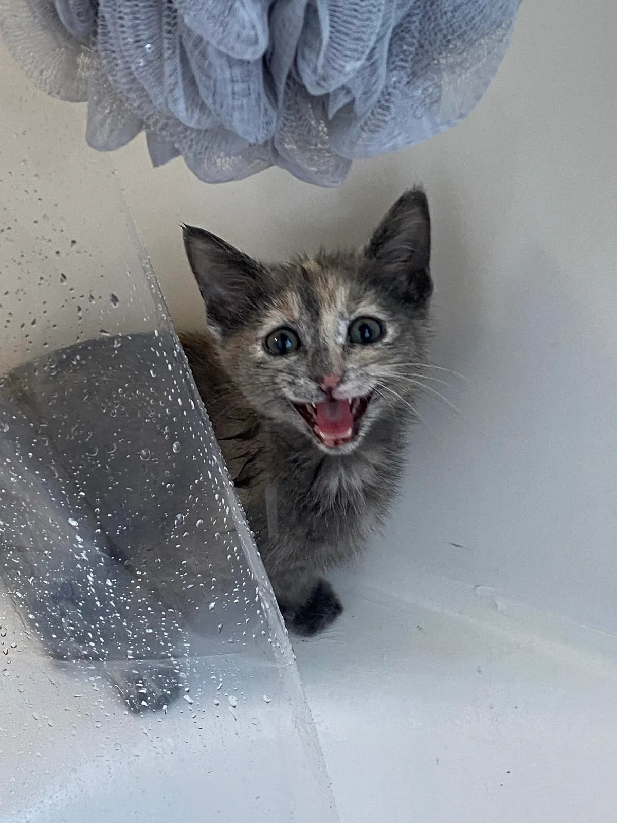 Just adopted a kitten that screams at me every time I shower, is there a reason???