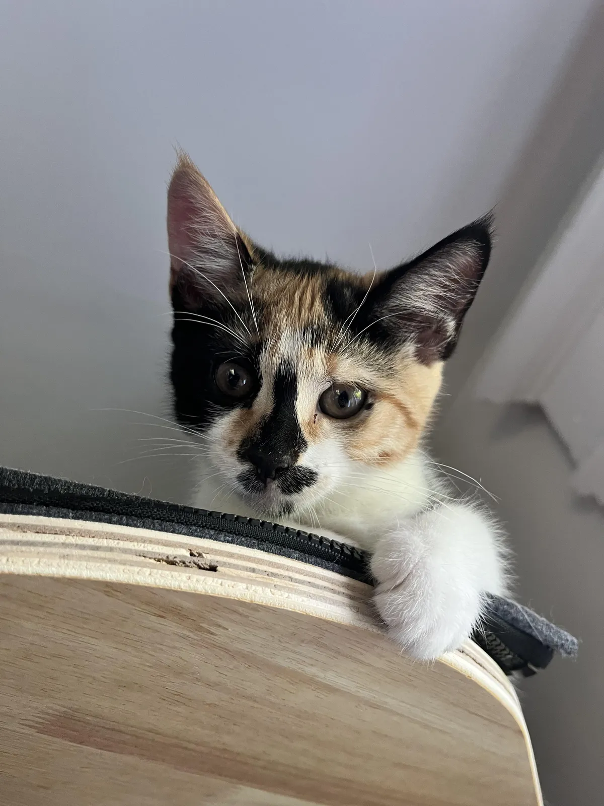 Our new kitten has a duck on her nose.