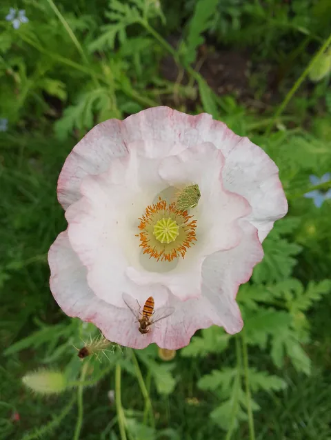 Summer flowers