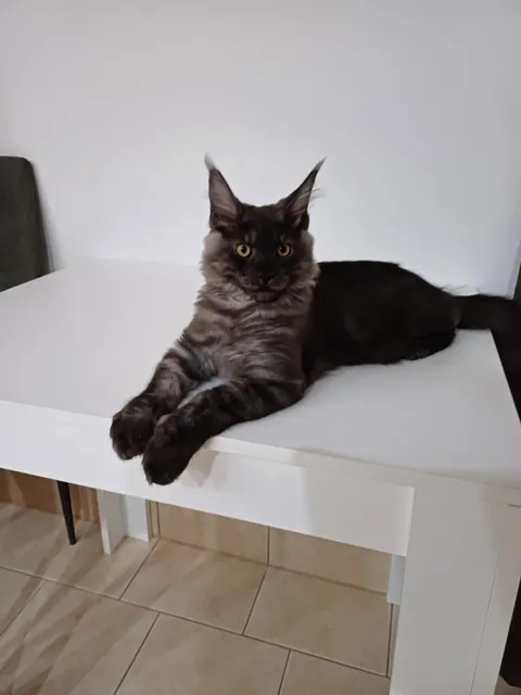 Théoden turned 6 months old