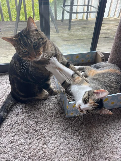 Got my boy a little sister. I think they’re happy together ❤️