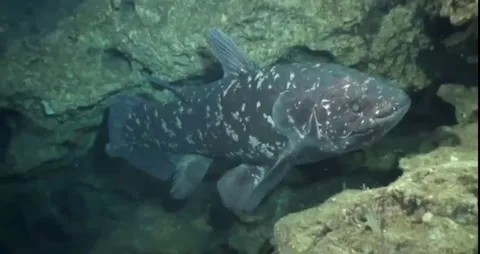 Originally thought to be wiped out in the mass extinction event 65 million years ago, the Coelacanth was rediscovered alive in 1938 - it is a living fossil, unchanged since the age of dinosaurs