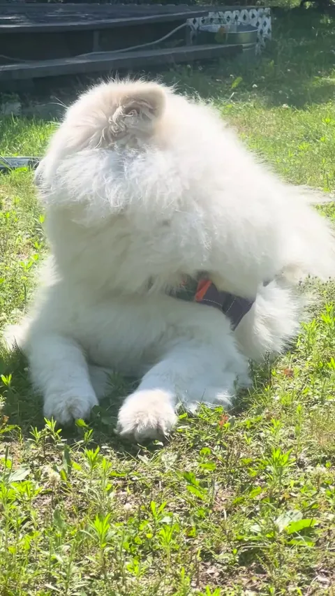 Satan wishes you all blessed outdoor weekend naps