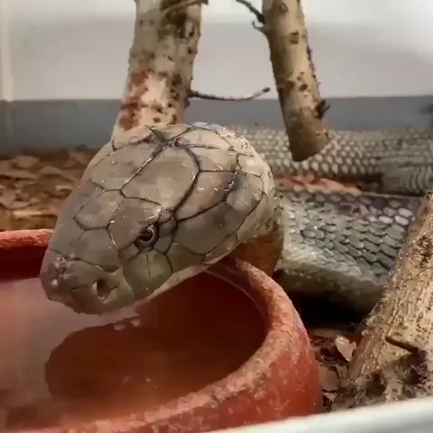 Ever seen a snake drink water?