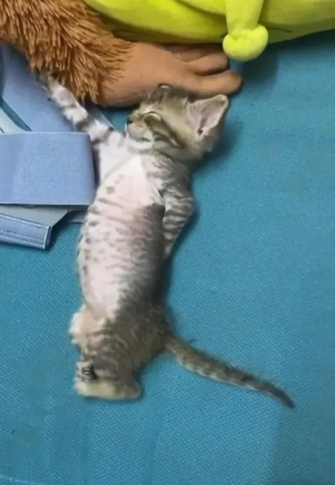 PsBattle: Sleeping kitten