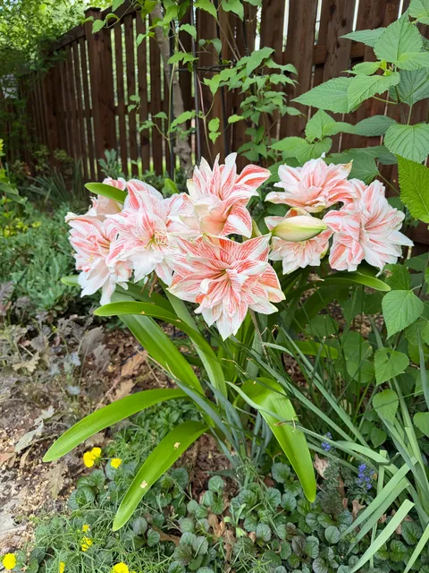 My amaryllis has never looked better. Zone 8a.