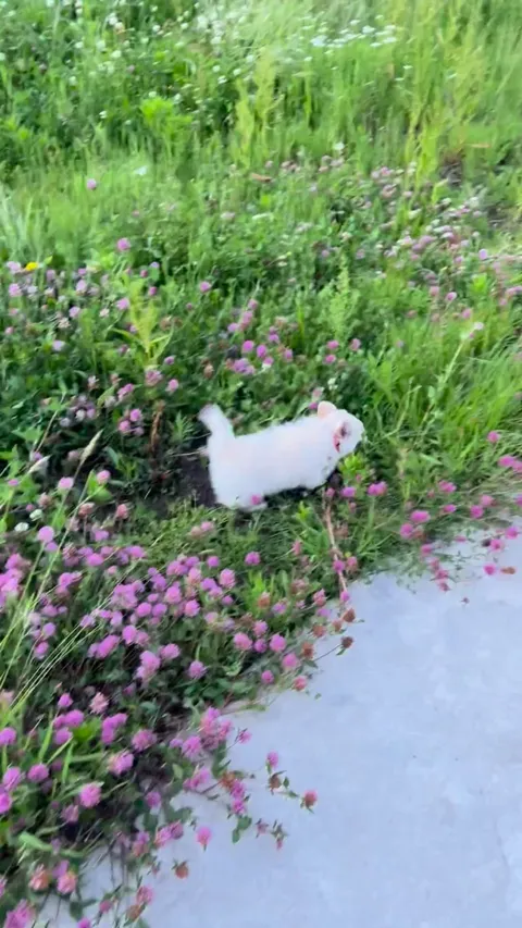 I found this little bunny in the wild