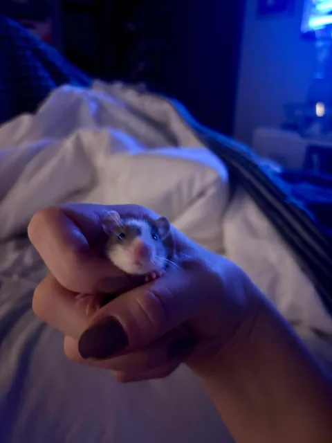 Wouldn’t sit still, but here’s my baby boy! He’s got a heart butt ❤️