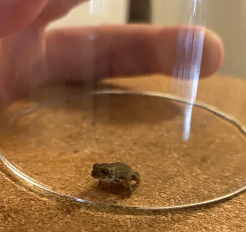 Found this in romaine lettuce I got direct from the farm