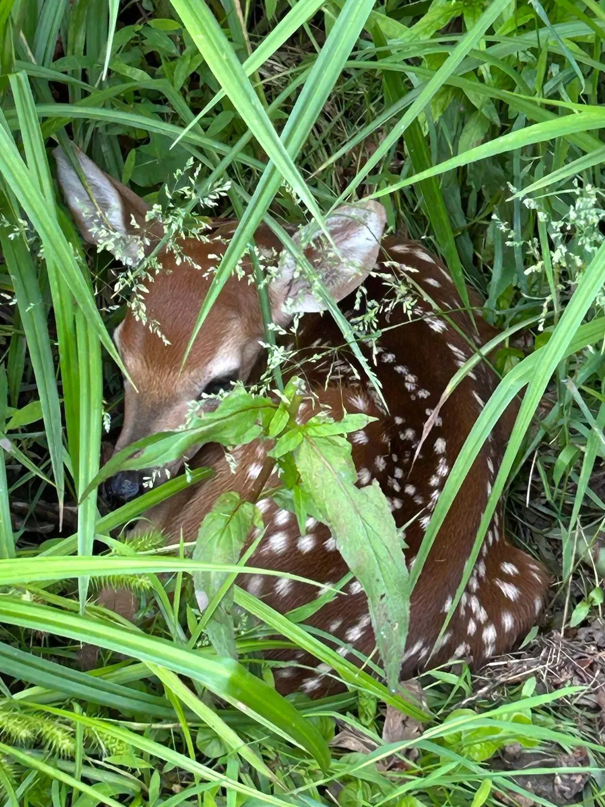 I Heard Whimpering Within The Tall Grass In My Yard. It Was A Baby Fawn.