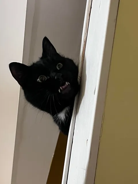 My boy James Washington demanding food in his “upstairs” dish…