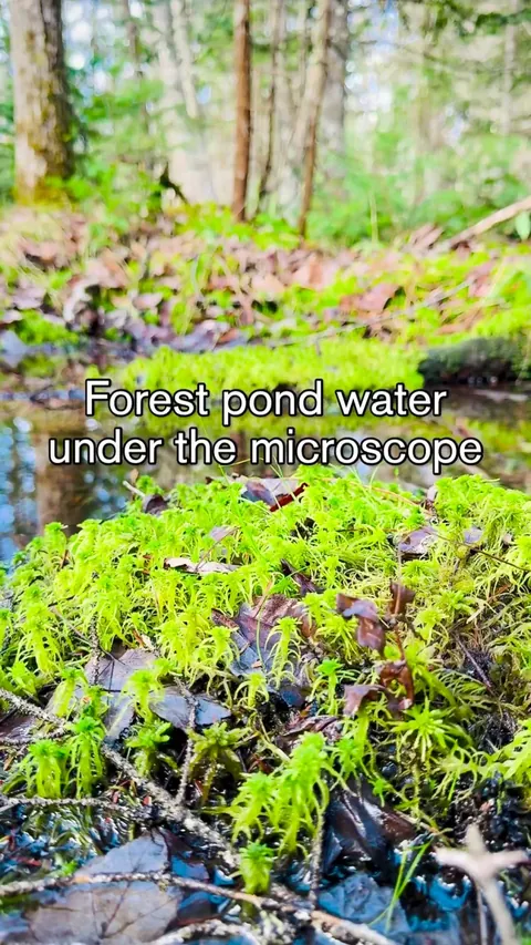 An Entire World in One Drop of Pond Water