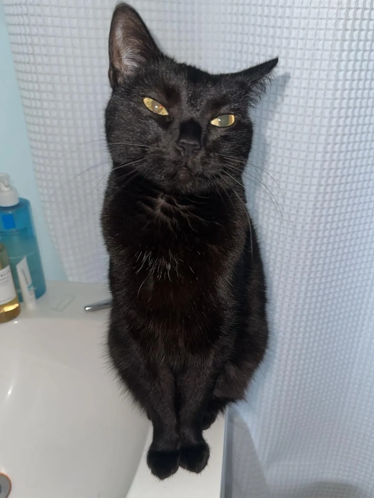 Shelter told us Luna was born there and wasn’t adopted for 7 years - now she and I spend every minute together