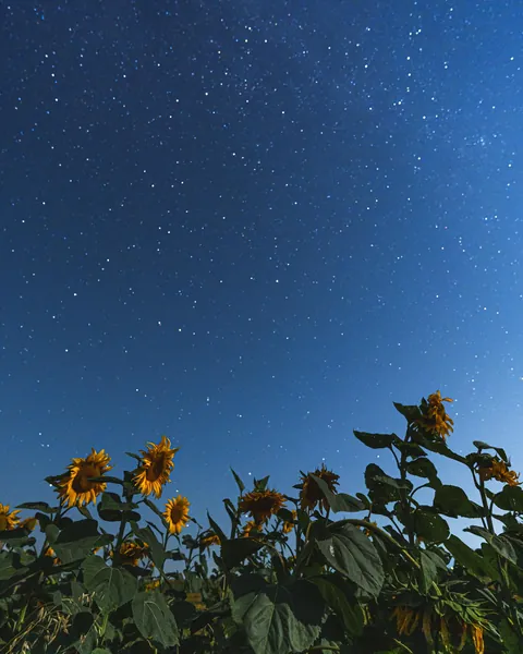 ITAP of sunflowers on a starry night