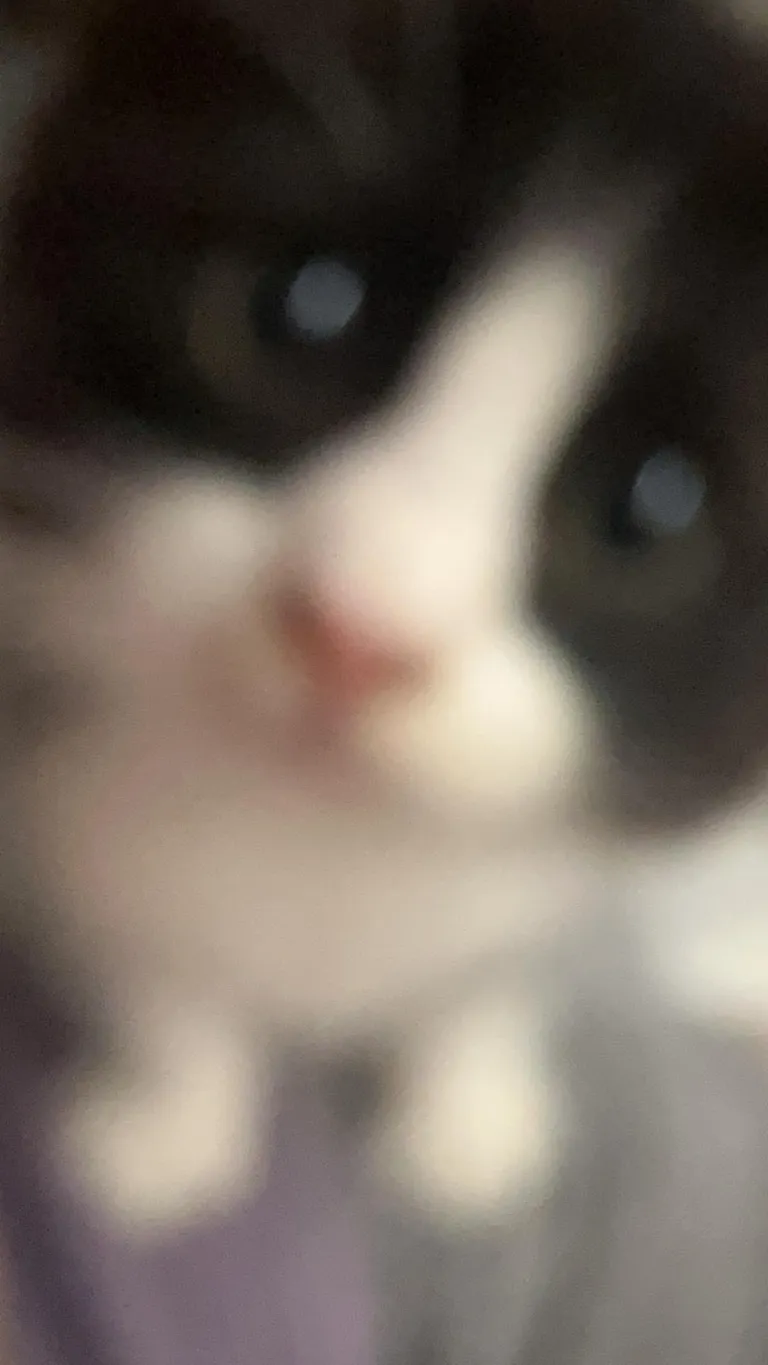Please show me the cutest close up pic of your cat. 