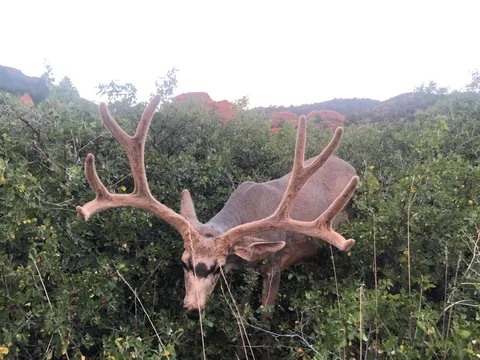 Me and this deer chilled for a solid 15-20 minutes. I was so close I could’ve reached out and touched him. Bros for life