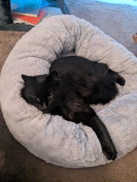 He got this bed 7 months ago and this is the first time he's laid in it