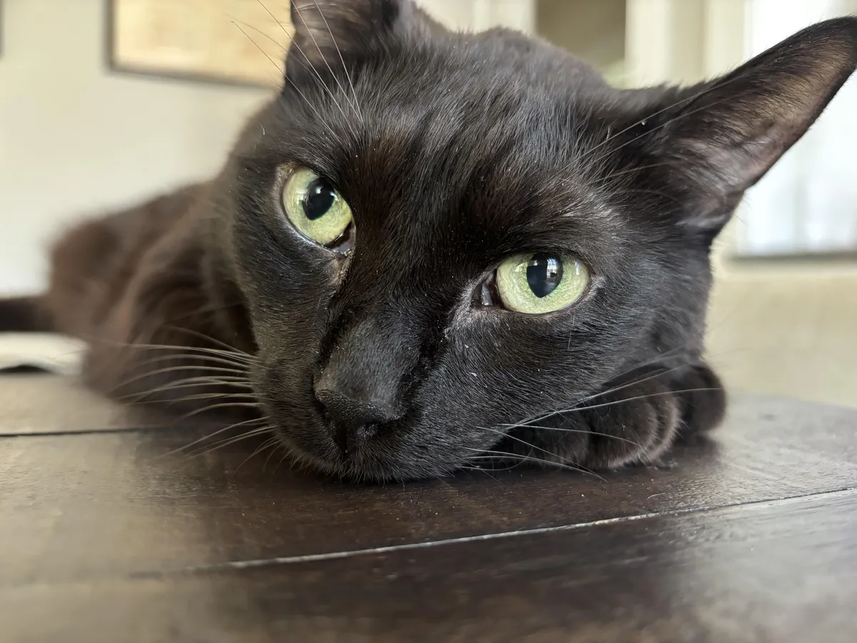 Loki notified me today that he’s now retired. For the first time in 12+ years, the humans had to catch a mouse.