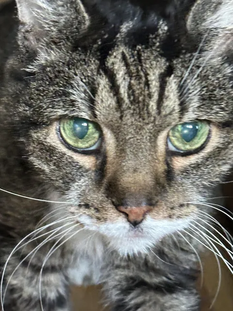 Help me understand why I need to put my cat down please