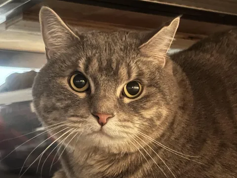 Some big round eyes on that big round face 🥹