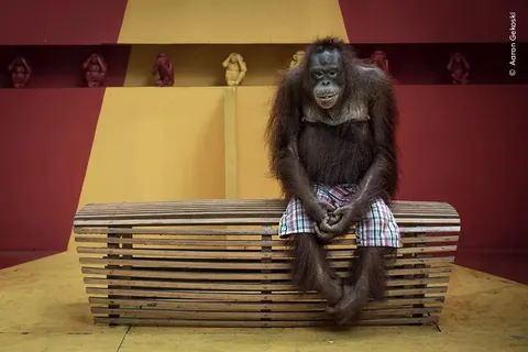 Wildlife Photographer of the Year 2025 - Selected pictures - Natural History Museum, London