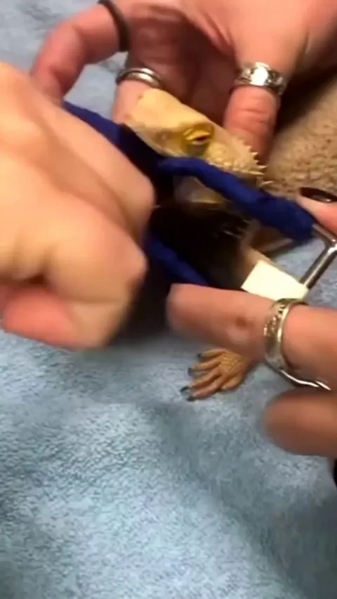 Vet pulls out a fake caterpillar from lizard stomach