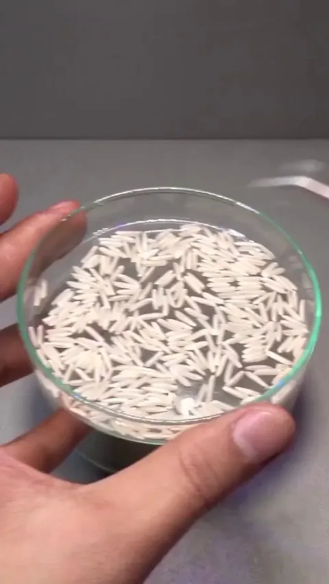 16 days in under a minute - watch this grain of rice grow into a seedling.