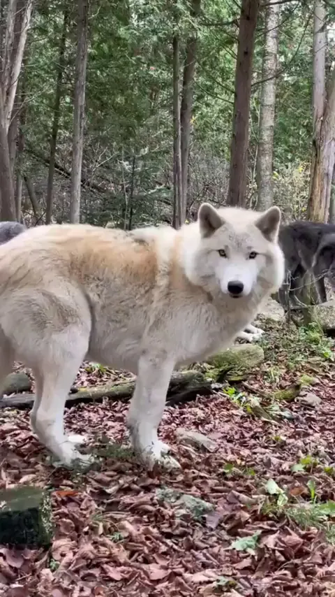 I've never seen a wolf be silly 😅😅😅