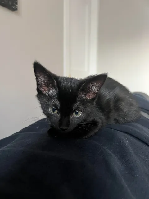 Officially a black cat owner😺