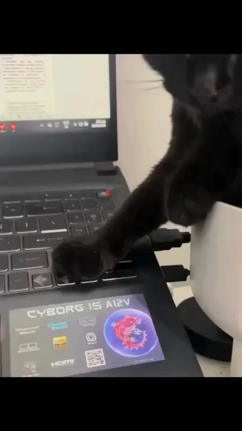 What do you do if your cat doesn't let you use your PC?